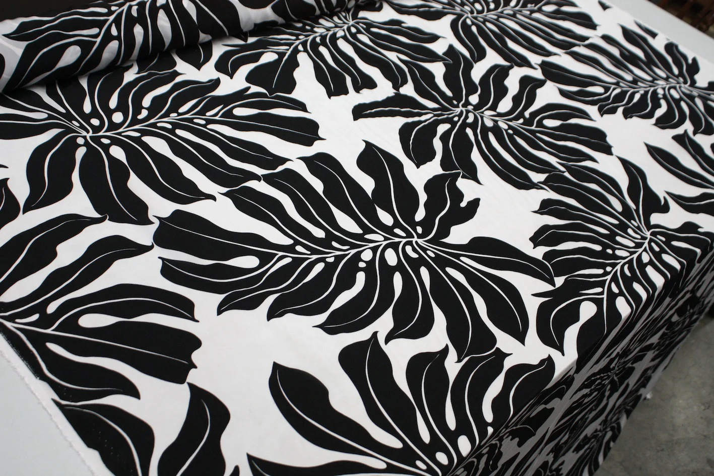 Coconut Palm - Image 4