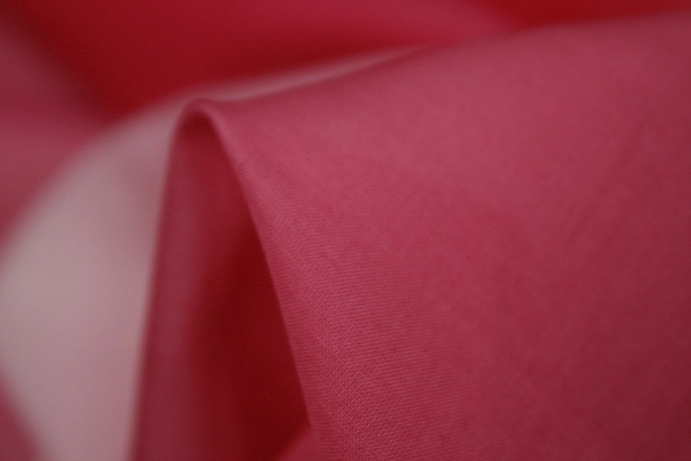 Fading Rose