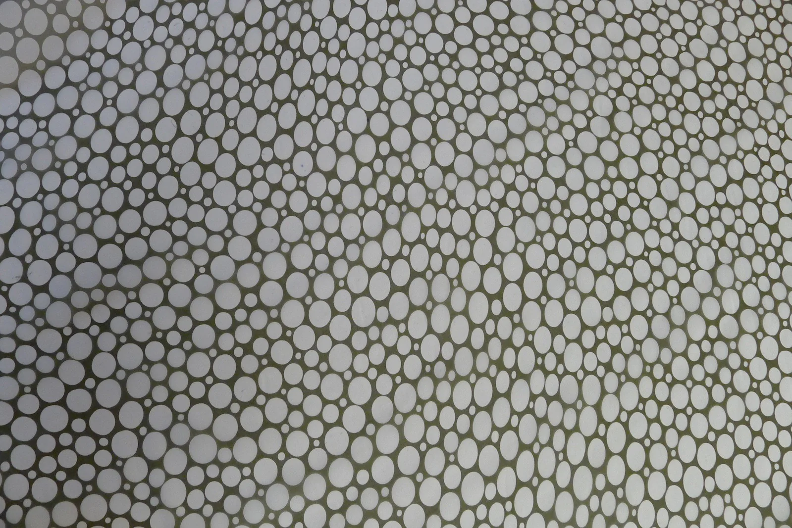 Milk on Olive - Image 4