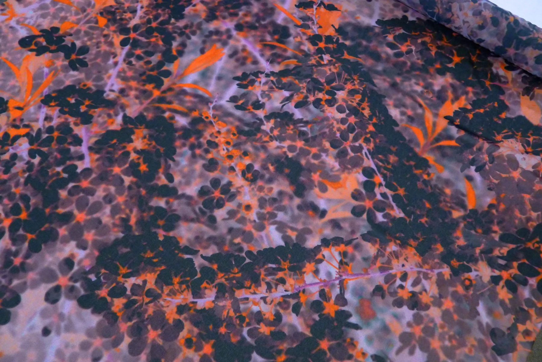 The Black Red Bush - Image 2